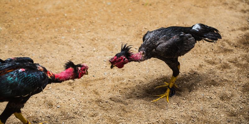 Discover the Best Fighting Chickens – Excellent Chicken Breeds for Assassins
